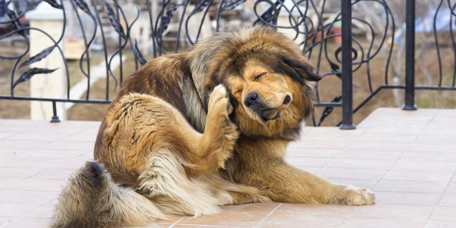 a shaggy senior dog scratching at fleas